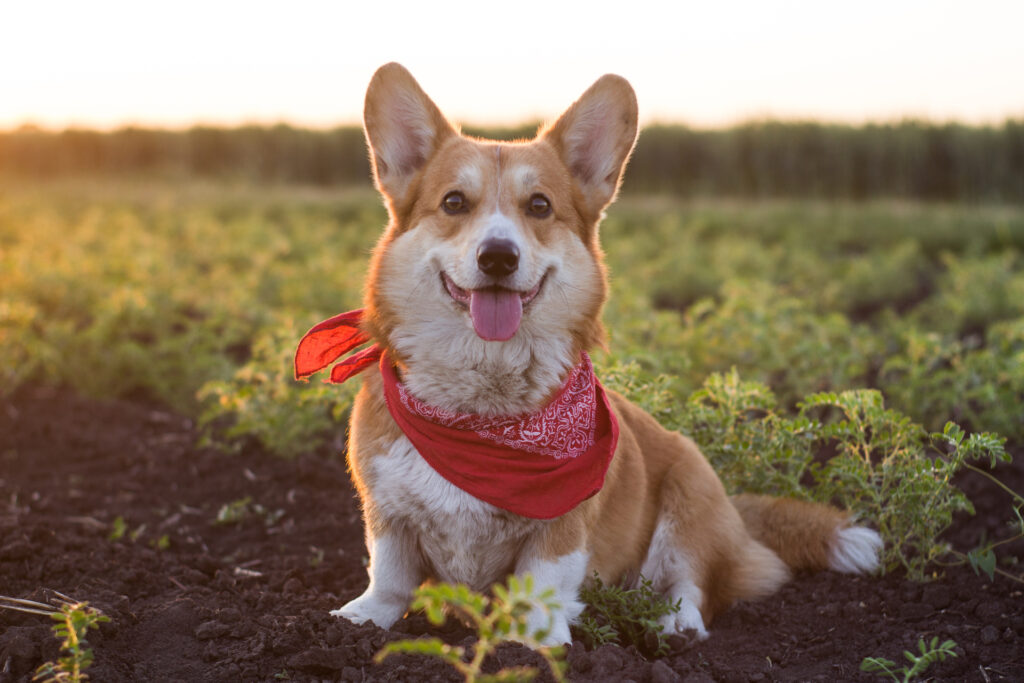 image of a dog at a dog-friendly retreat.