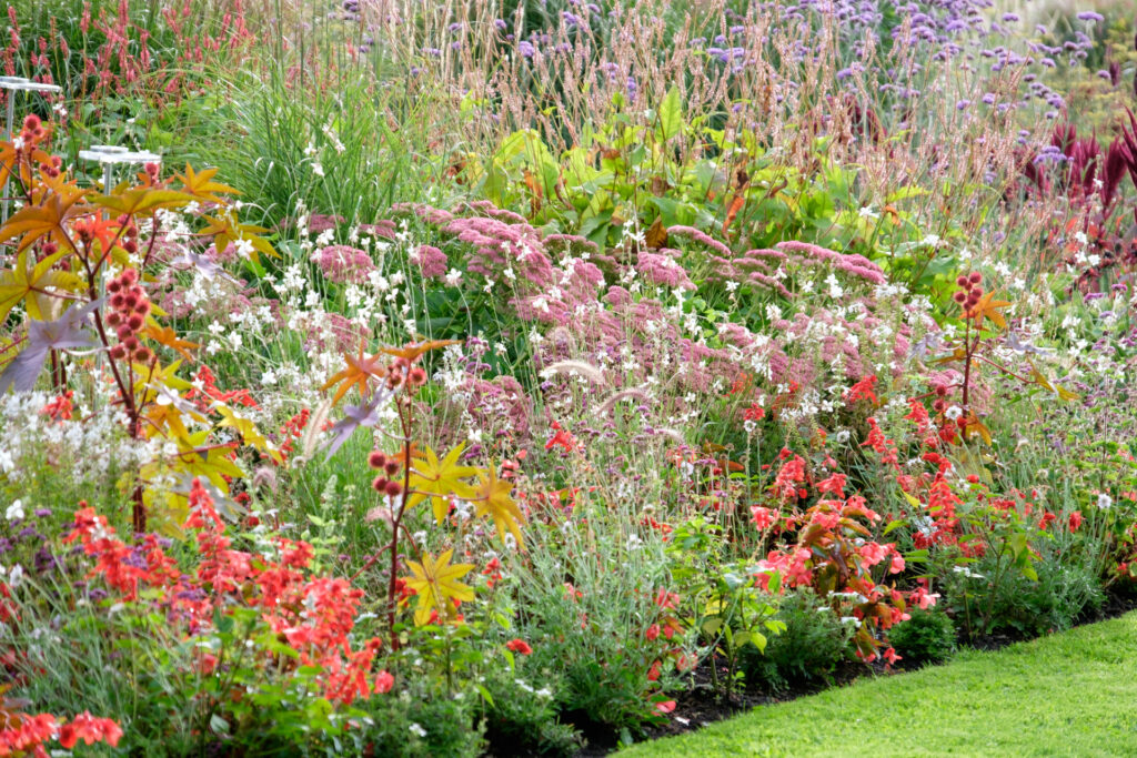 Colorful garden