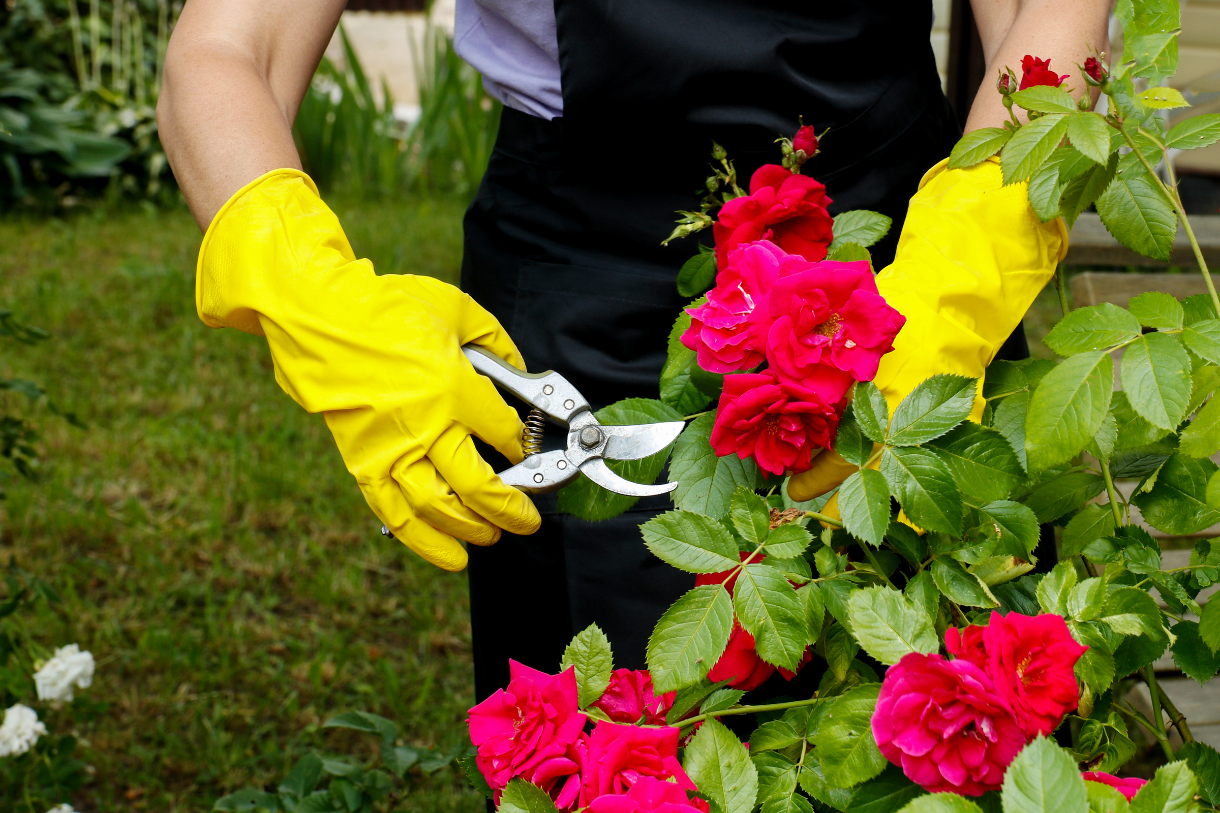 Read more about the article Gardening for Seniors: Essential Tools