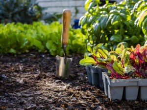 Read more about the article Gardening for Mental Health: Essentials